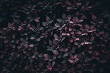 2,000 + 무료 신선도 & 자연 이미지 - Pixabay