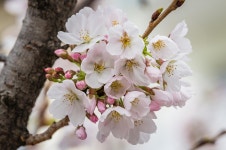 50,000+ Free Peach Flower & Nature Photos - Pixabay