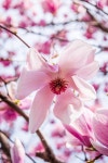목련 꽃 봄 - Pixabay의 무료 사진