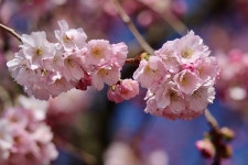 Cherry Blossom Higan Spring - Free photo on Pixabay