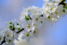Blossoms White Flowers Blossom - Free photo on Pixabay - Pixabay Blossoms White Flowers Blossom - Free photo on Pixabay