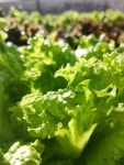 80,000+ Free Lettuce Field & Lettuce Images - Pixabay