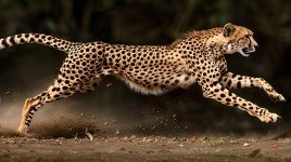 Download Ai Generated, Cheetah, Running. Royalty-Free Stock Illustration Image - Pixabay Download Ai Generated, Cheetah, Running.... 