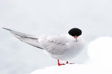 북극 제비 갈매기 아이슬란드 새 야생 - Pixabay의 무료 사진 - Pixabay 북극 제비 갈매기 아이슬란드 새 야생 - Pixabay의 무료 사진