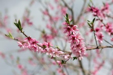 3,000 + 무료 복숭아꽃 & 자연 이미지 - Pixabay