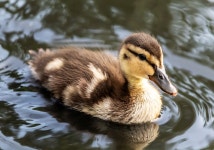 Duckling Duck Bird - Free photo on Pixabay