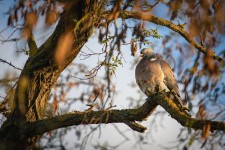 10,000+ Free Ring-Necked Dove & Dove Images - Pixabay