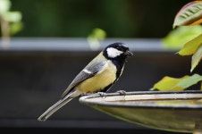 Great Tit Bird Animal - Free photo on Pixabay