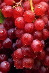 Download Ai Generated, Grapes, Fruits. Royalty-Free Stock Illustration Image - Pixabay Download Ai Generated, Grapes, Fruits.... 