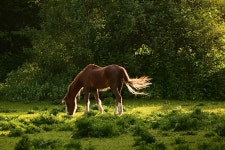 말 목장 야생 - Pixabay의 무료 사진