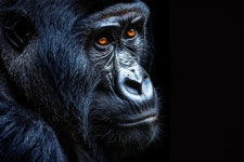 Explore 20,061+ Free Wildlife Illustrations: Download Now - Pixabay
