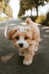 50,000+ Free Cute Animals & Animal Photos - Pixabay
