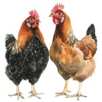 Download Ai Generated, Rooster, Hen. Royalty-Free Stock Illustration Image - Pixabay Download Ai Generated, Rooster, Hen. Royalty... 