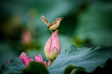 60+ Free Prinia & Bird Photos - Pixabay