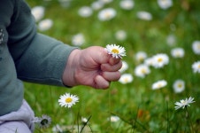 400,000+ Free Small Flowers & Nature Photos - Pixabay