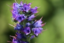 Flowers Siberian Bugloss Meadow - Free photo on Pixabay