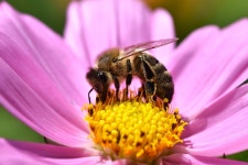 Honeybee Flower Pollination - Free photo on Pixabay