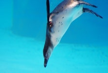 펭귄 새 수영 - Pixabay의 무료 사진