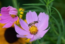 Bumblebee Cosmos Pollination - Free photo on Pixabay