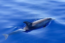 1,000개 이상 무료 돌고래 및 자연 사진 - Pixabay