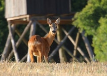 사슴 자연 동물 야생 - Pixabay의 무료 사진