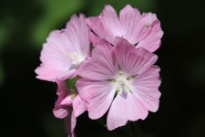 꽃 블 룸 아욱 속의 식물 - Pixabay의 무료 사진