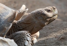 20+ Free Bony & Seahorse Photos - Pixabay