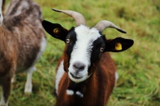 염소 목장 목초지 - Pixabay의 무료 사진