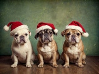 200개 이상 무료 Pugs 및 동물 일러스트레이션 - Pixabay