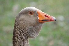 Goose Bird Nature - Free photo on Pixabay