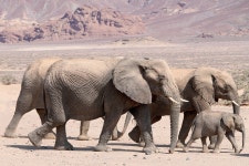 Elephants Family Group River - Free photo on Pixabay