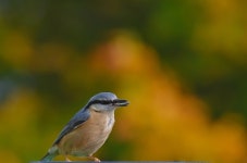 새 Nuthatch 조류학 - Pixabay의 무료 사진