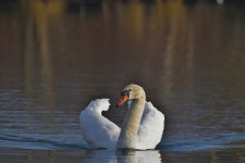 음소거 백조 새 - Pixabay의 무료 사진