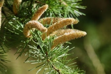 삼나무 삼목 콘 바늘 - Pixabay의 무료 사진