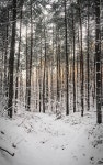 500개 이상 무료 숲속 및 자연 사진 - Pixabay
