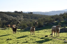 가축 자연 목장 - Pixabay의 무료 사진