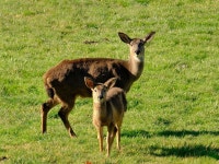 사슴 동물 야생 - Pixabay의 무료 사진