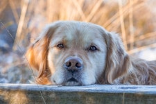 Dog Are Eyes - Free photo on Pixabay