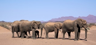 코끼리 떼 동물 - Pixabay의 무료 사진