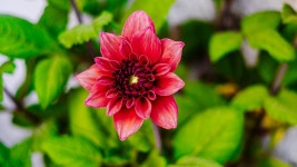 Dahlia Flower Nature - Free photo on Pixabay