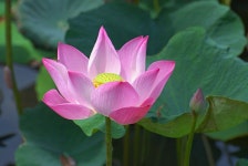 로터스 분홍 신성한 연꽃 - Pixabay의 무료 사진