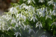 스노우 드롭 꽃들 흰색 꽃 - Pixabay의 무료 사진