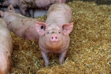 Pig Farm Yard Livestock Farming - Free photo on Pixabay