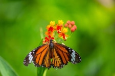 Butterfly Floral Flowers - Free photo on Pixabay