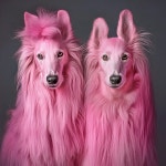 20,000+ Free Professional Dog Photo & Dog Images - Pixabay