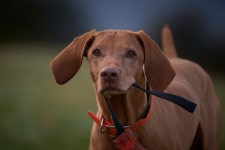 Vizsla Hunting Dog - Free photo on Pixabay