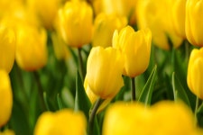 10,000 + 무료 개화 & 자연 이미지 - Pixabay