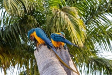 조류 자연 마 코 앵 무 - Pixabay의 무료 사진