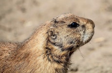 Prairie Dog Cute Wildlife - Free photo on Pixabay