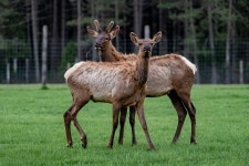 사슴 동물 야생 - Pixabay의 무료 사진